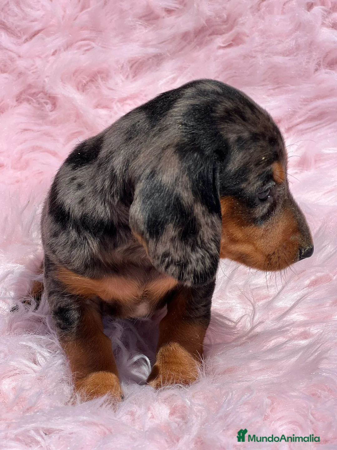 Teckel Miniatura perros en venta: Teckel miniatura  en Barcelona - Anuncio 6