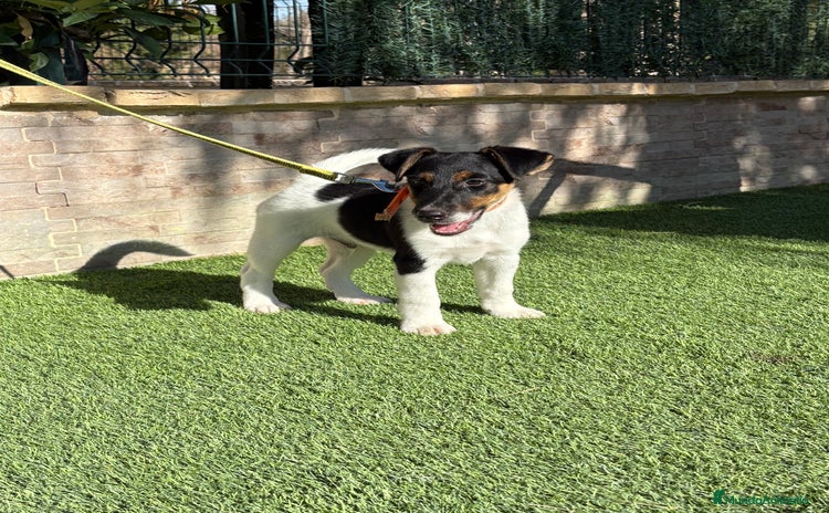Fox Terrier de Pelo Liso perros - Anuncio 3