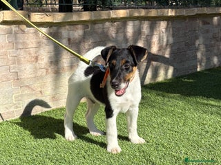 Fox Terrier de Pelo Liso perros - Anuncio 11