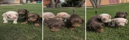 Teckel Miniatura perros en venta: TECKEL MALAGA - MARBELLA  - Anuncio 1