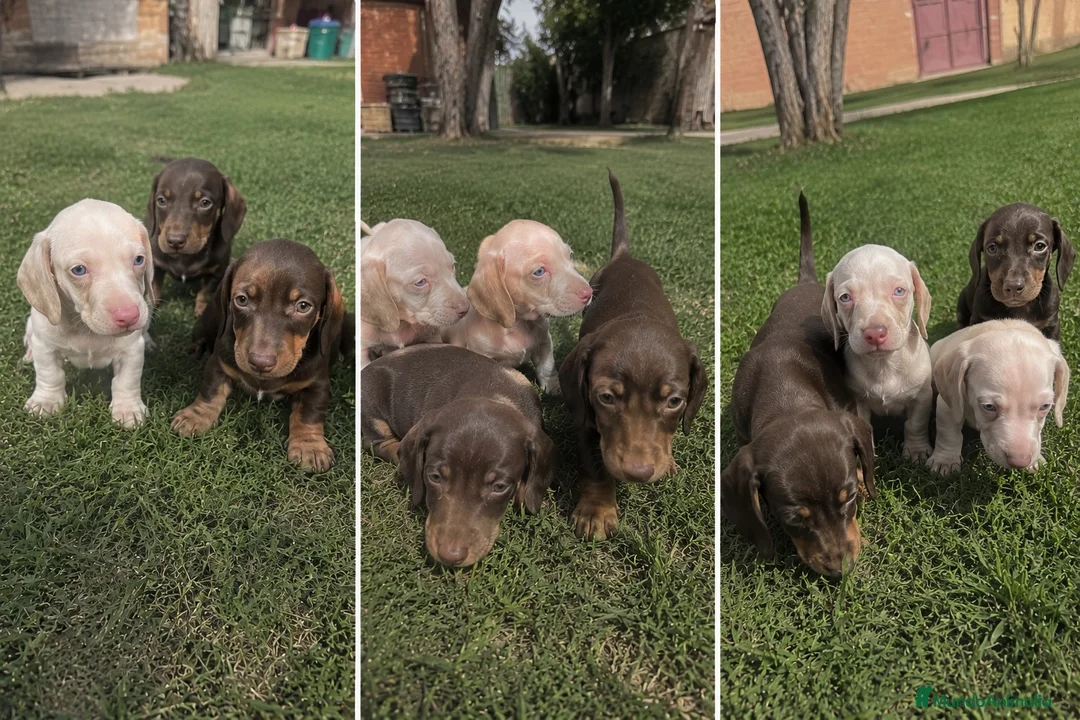 Teckel Miniatura perros en venta: TECKEL MALAGA - MARBELLA  - Anuncio 1