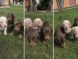 Teckel Miniatura perros TECKEL MALAGA - MARBELLA - Anuncio 3