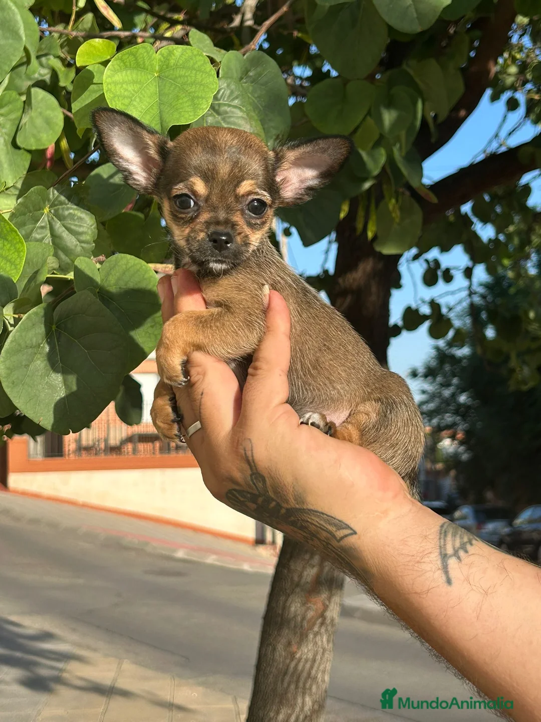 Chihuahua perros en venta: CHIHUAHUA MACHO  - Anuncio 6