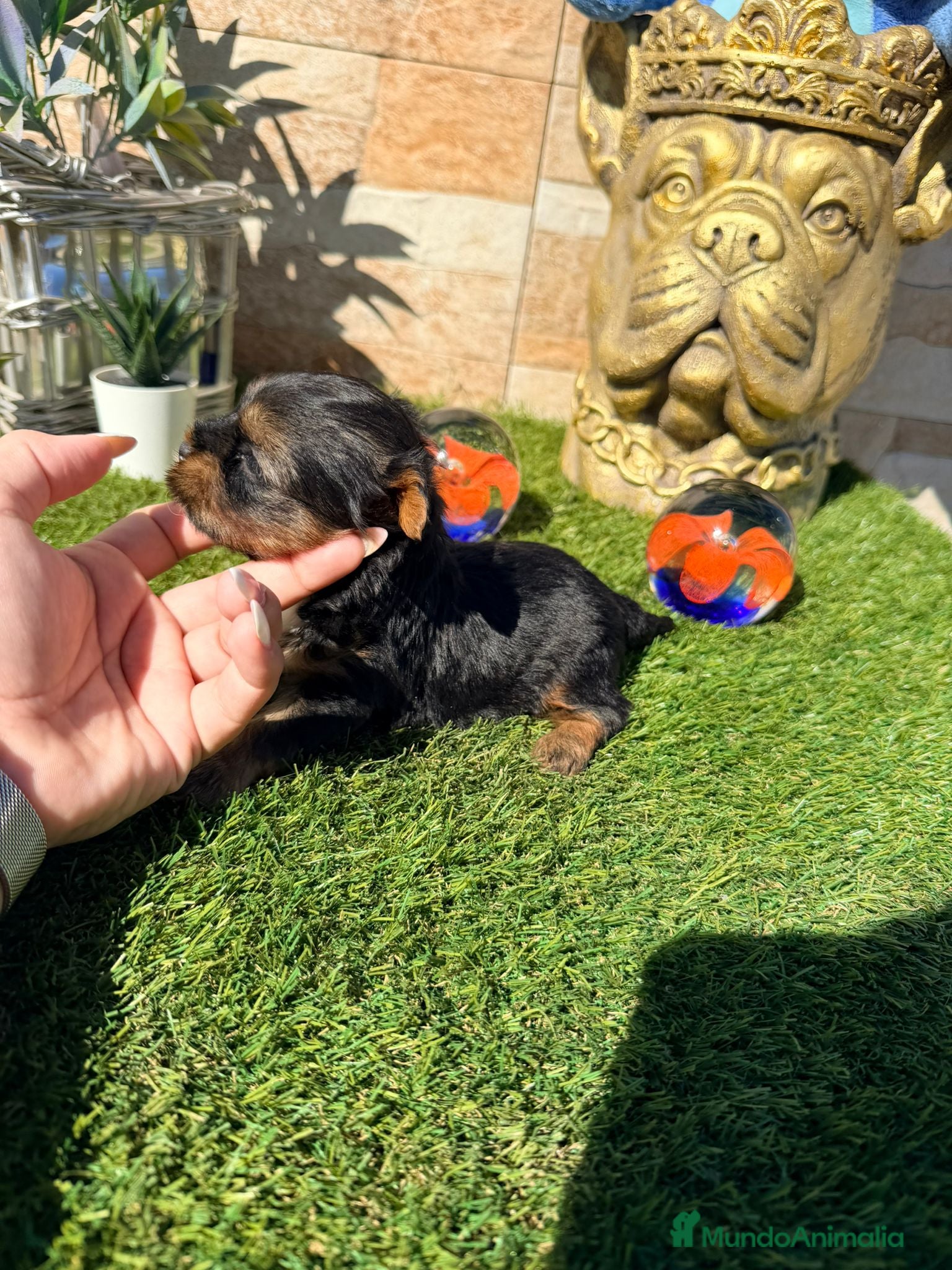 Yorkshire Terrier perros Yorkshire  - Anuncio 1