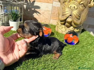 Yorkshire Terrier perros Yorkshire - Anuncio 1