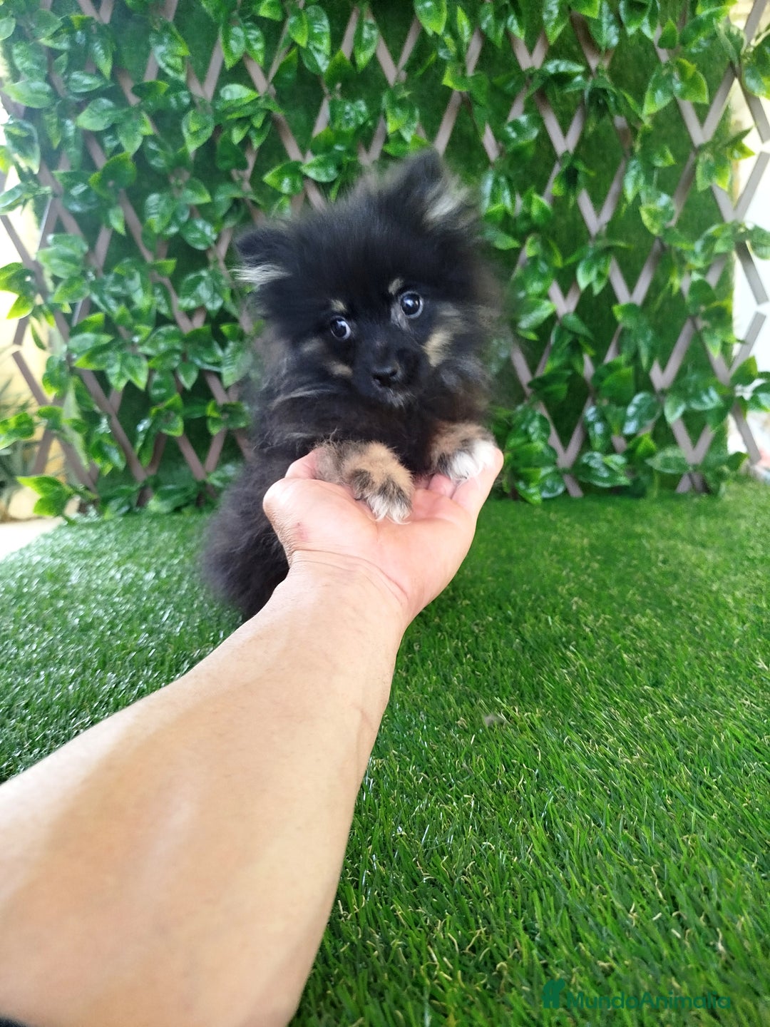 Pomerania perros en venta: Pomerania toy  - Imagen 3