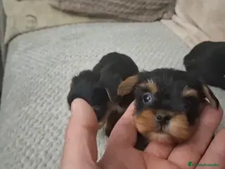 Yorkshire Terrier perros Preciosos Yorkshire toys disponibles!! en Sevilla - Anuncio 1