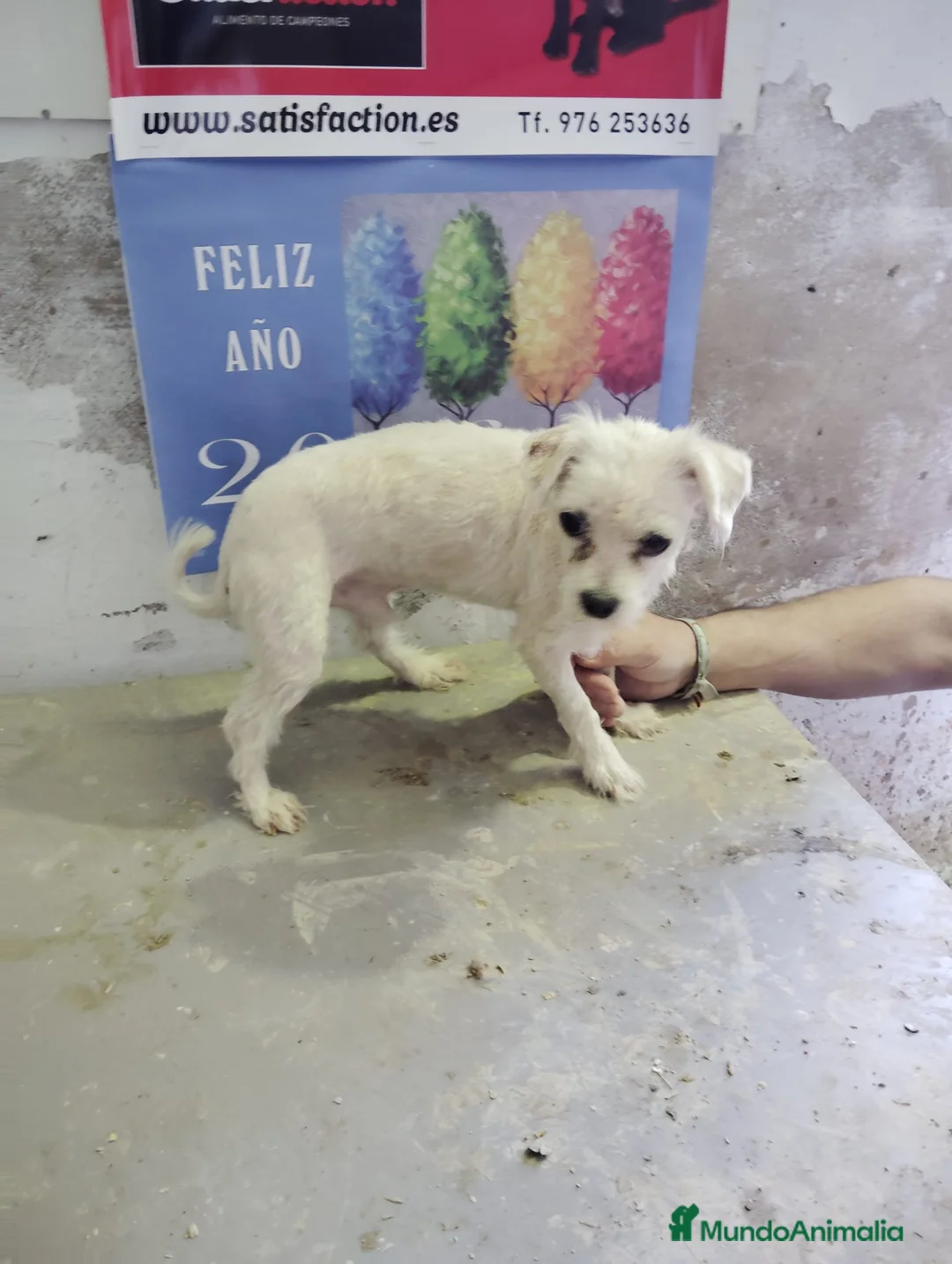 Bichón Maltés perros en venta: Bichón Maltés adulto - Anuncio 2