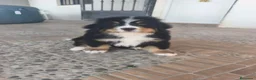 Boyero de Berna perros en venta: BOYERO DE BERNA 2 hembras  - Anuncio 3