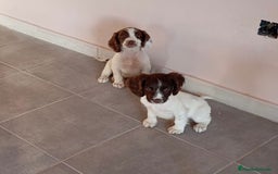 English Springer Spaniel perros en venta: Springer - Imagen 2