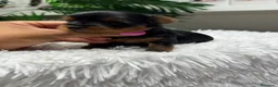 Yorkshire Terrier perros en venta: YORKSHIRE TERRIER - Anuncio 7