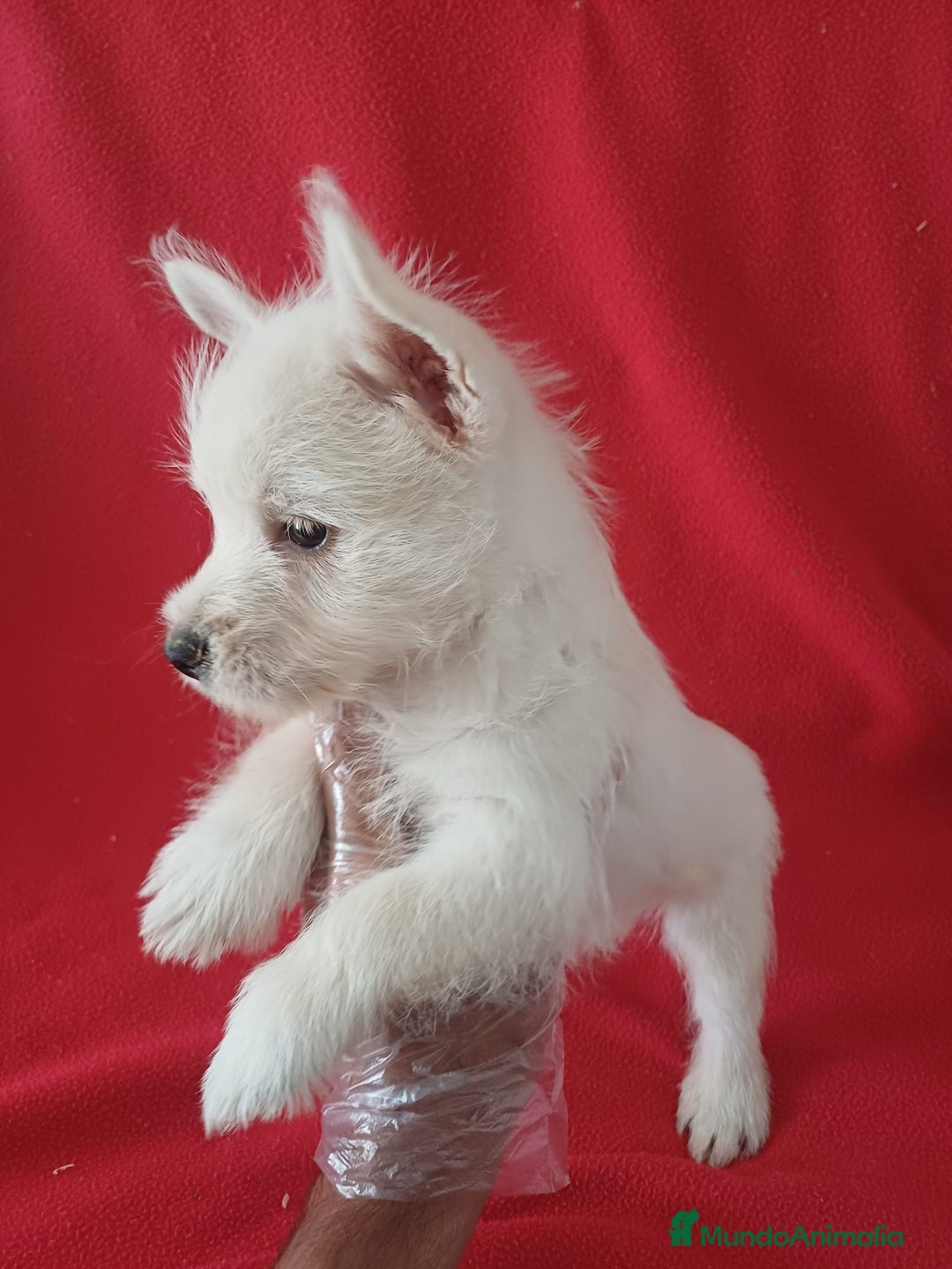 West Highland White Terrier perros en venta: Westing Terrier  - Imagen 2