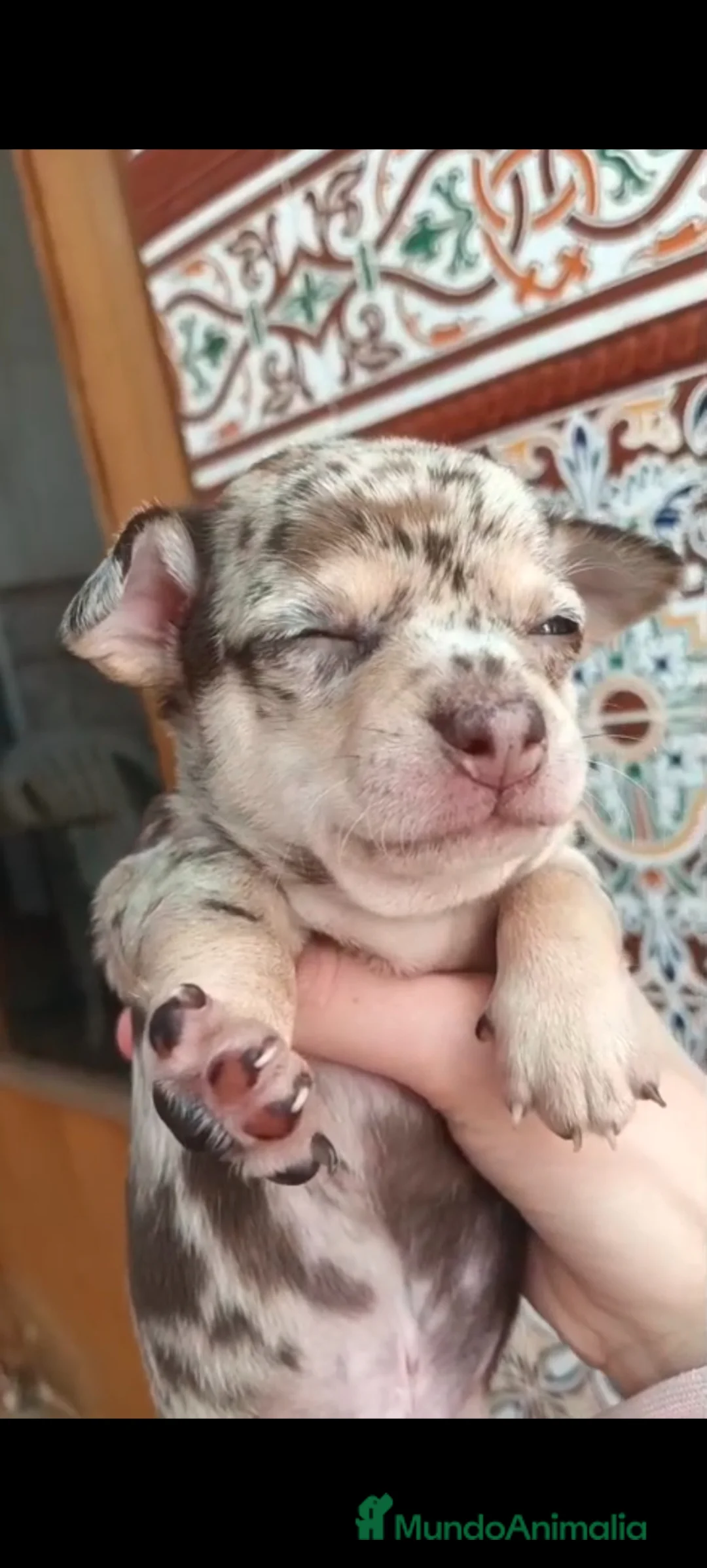 Chihuahua perros en venta: Chihuahua arlequín chocolate  - Anuncio 2