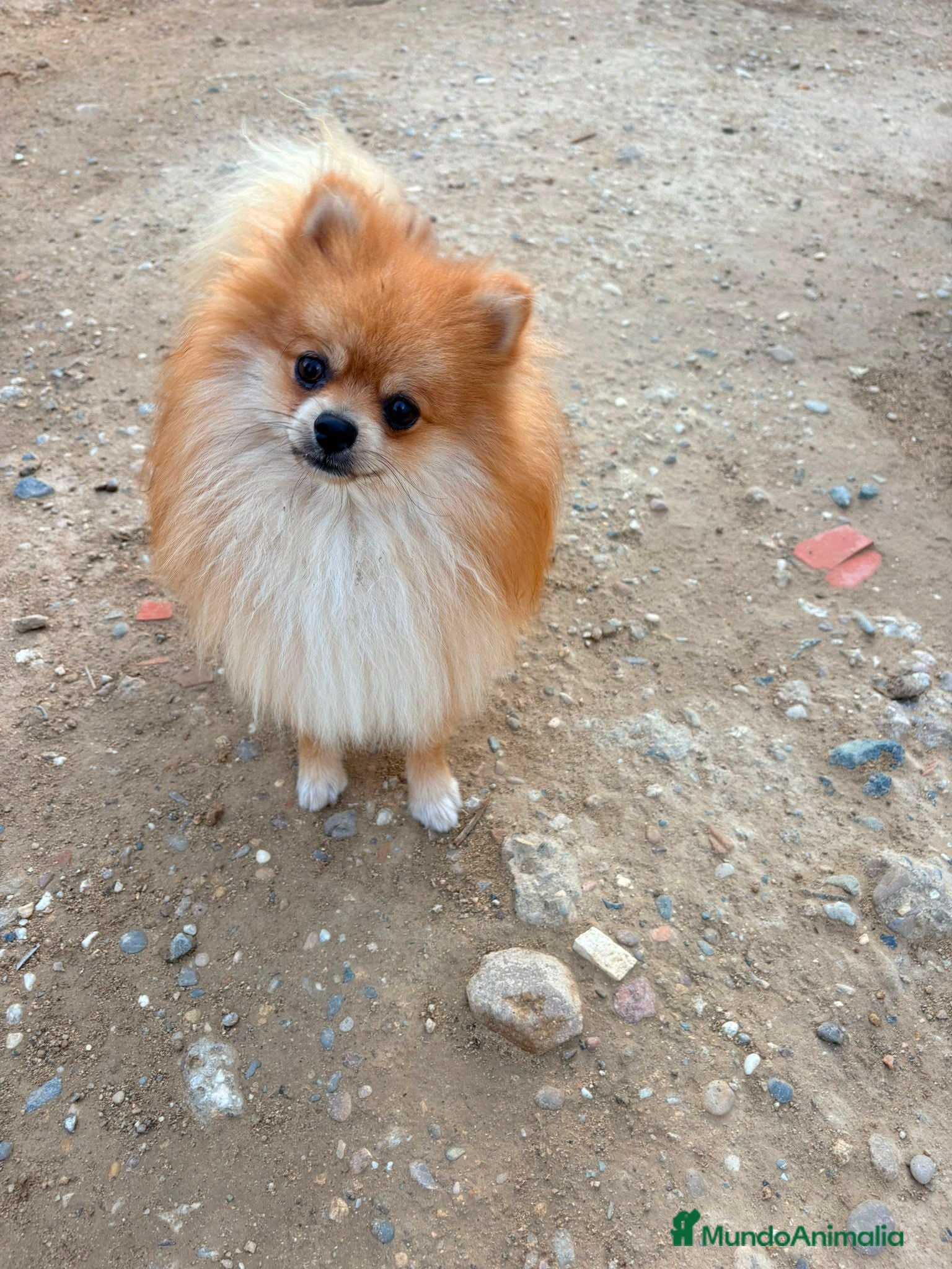 Pomerania perros Pomerania toy  - Anuncio 1