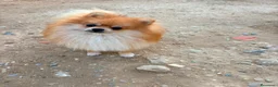 Pomerania perros en venta: Pomerania toy  - Anuncio 1