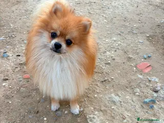 Pomerania perros Pomerania toy - Anuncio 1
