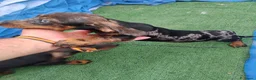 Teckel Miniatura perros en venta: Cachorra teckel arlequín plata  - Anuncio 2