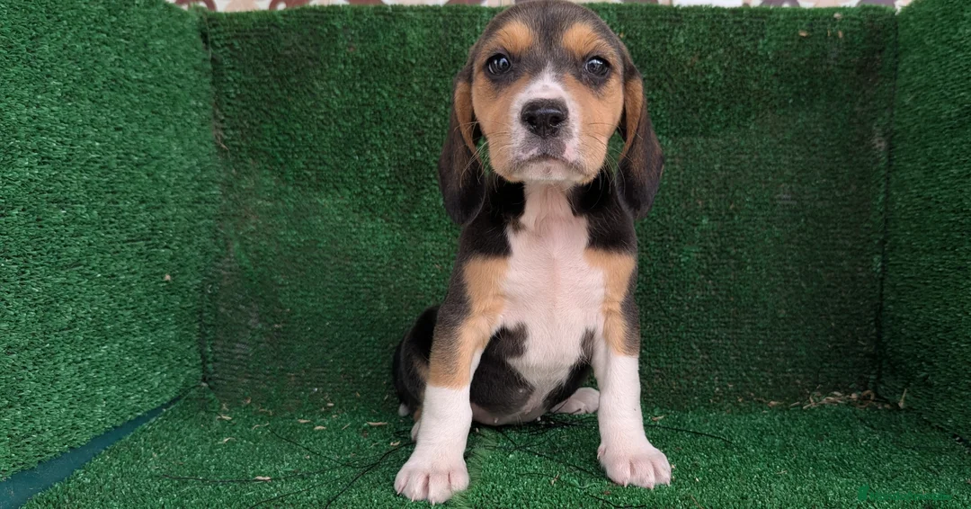 Beagle perros en venta: Beagle - Anuncio 4