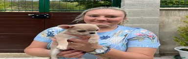 Chihuahua 1
