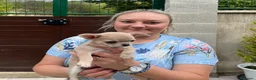 Chihuahua perros en venta: Preciosa princesita lilac  - Anuncio 3
