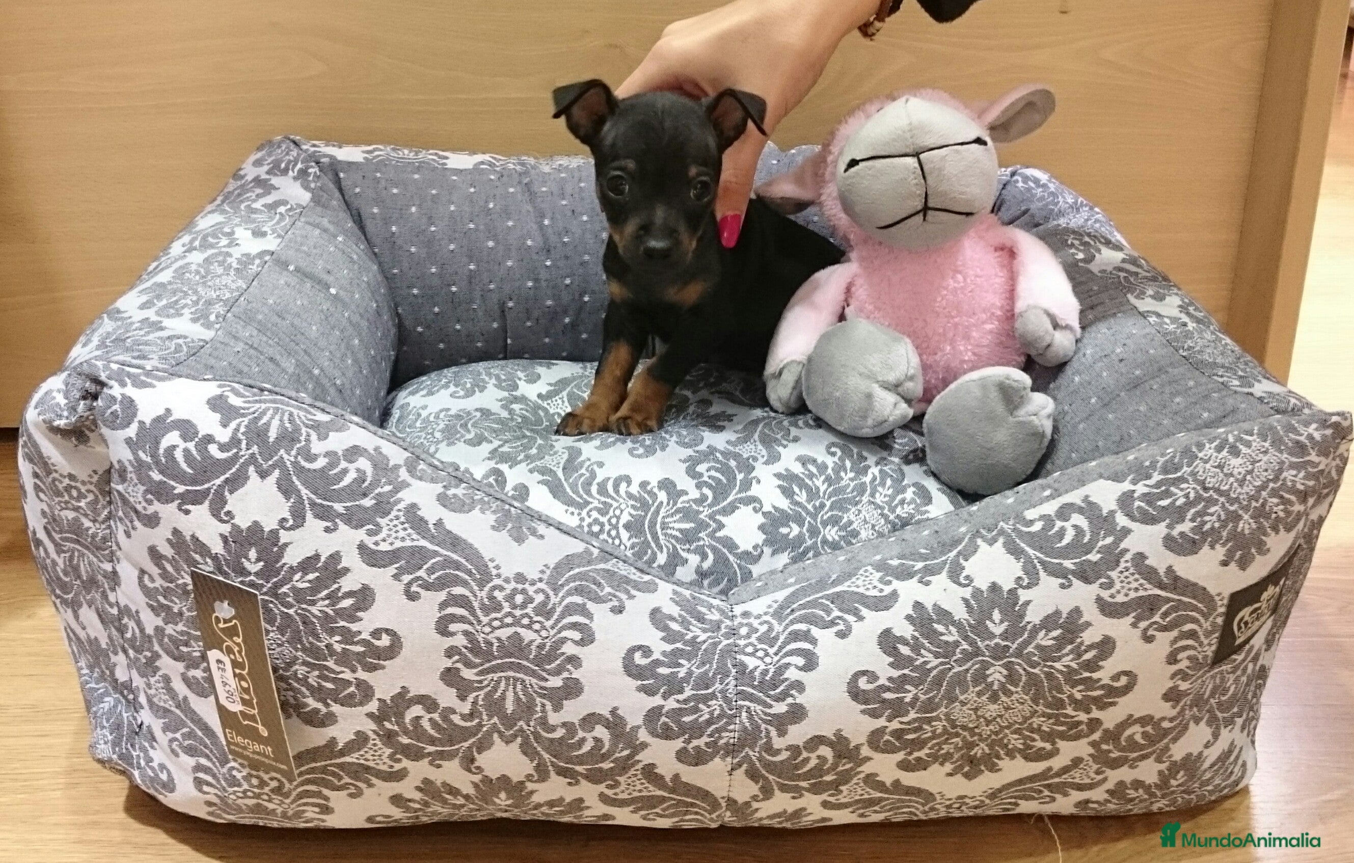 Ratón de Praga perros Ratón de Praga en Barcelona - Anuncio 8