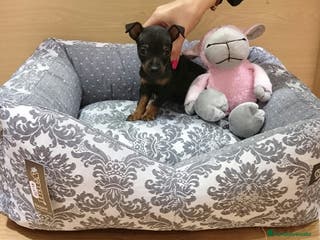 Ratón de Praga perros Ratón de Praga en Barcelona - Anuncio 8