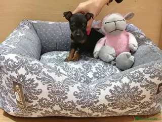 Ratón de Praga perros Ratón de Praga en Barcelona - Anuncio 5