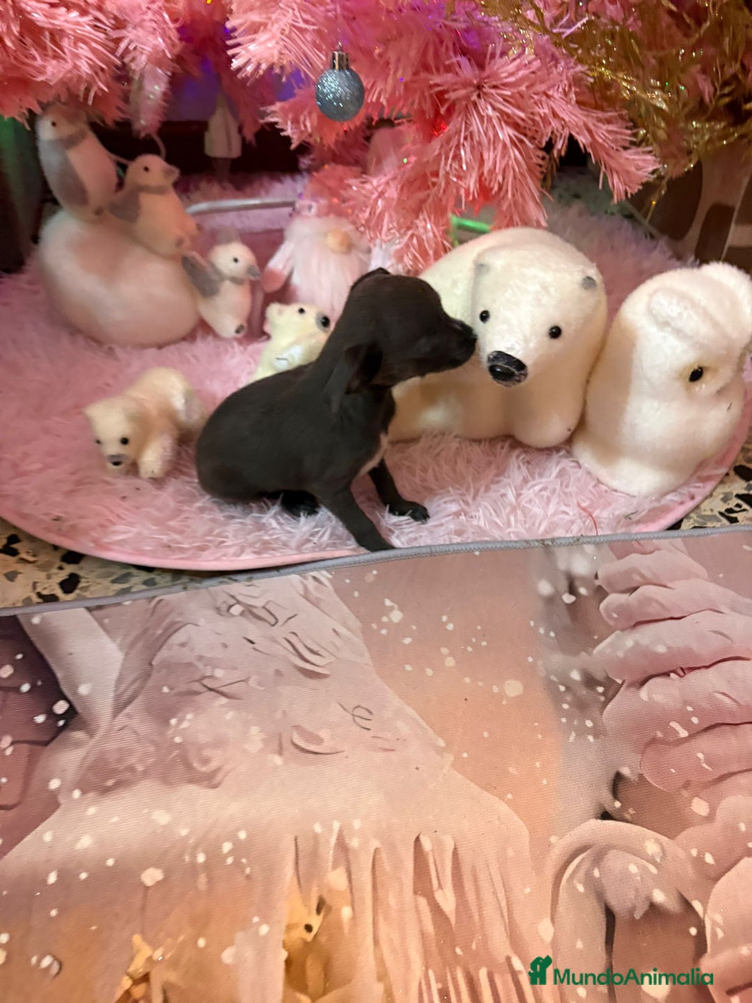 Chihuahua perros en venta: Chihuahua toy blue - Anuncio 8