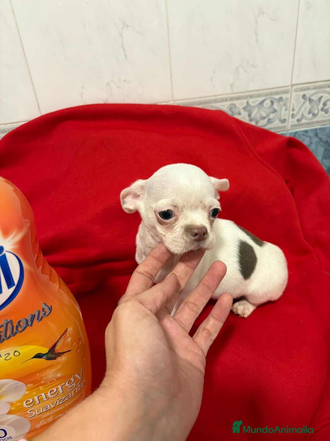 Chihuahua perros en venta: Chihuahua toy blanco - Anuncio 2