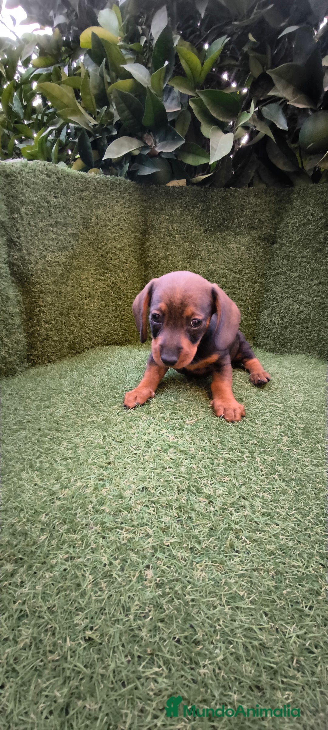 Teckel Miniatura perros en venta:  teckel miniatura  color jabali - Imagen 16