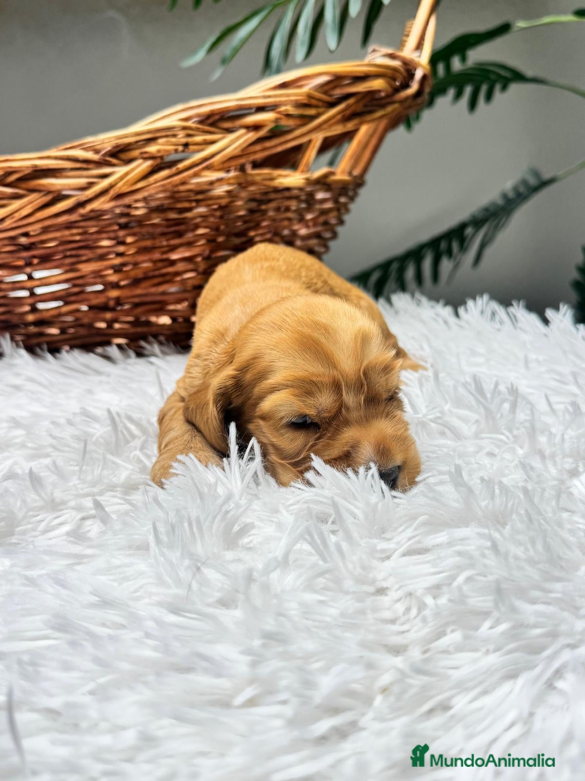 Cocker Spaniel Inglés perros en venta: COCKER SPANIEL INGLES - Anuncio 13