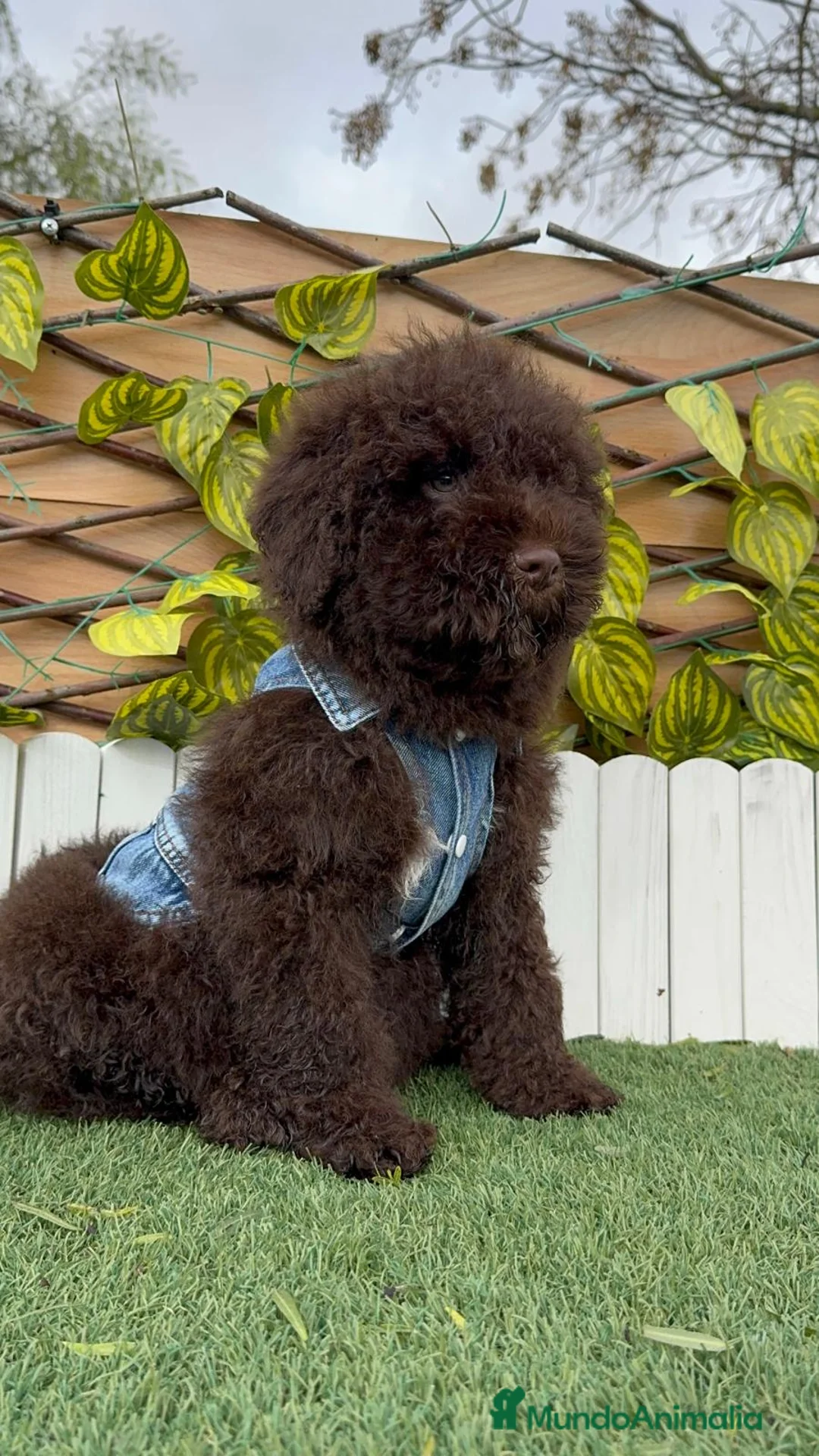 Perro de Agua Español perros en venta: PERRO DE AGUA ESPAÑOL - Anuncio 2