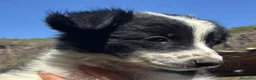 Border Collie perros en venta: Bordes Collie - Anuncio 3