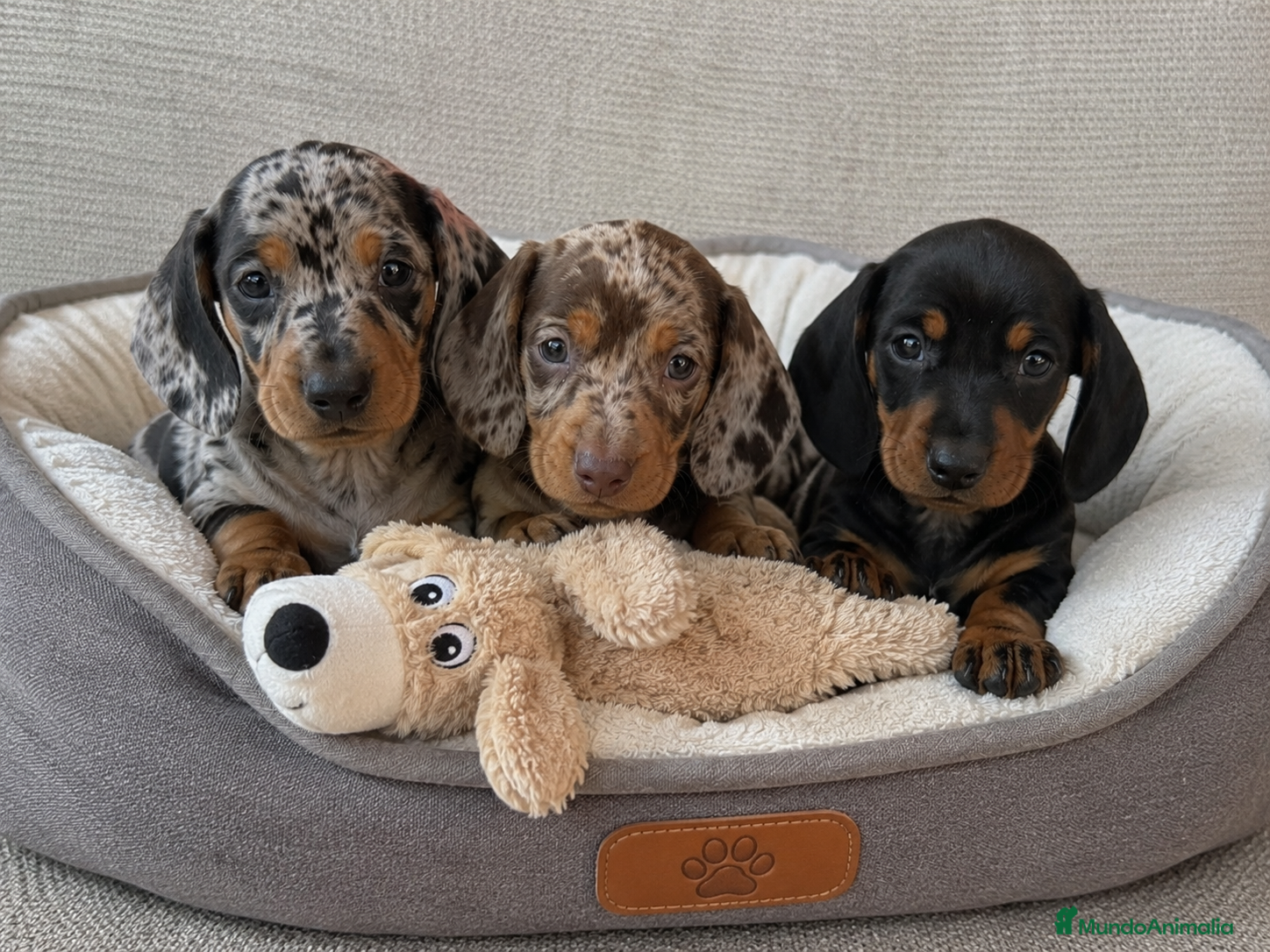 Teckel Miniatura perros Preciosos teckel arlequín chocolate/plata/negro - Anuncio 1