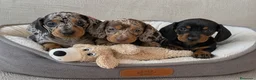 Teckel Miniatura perros en venta: Preciosos teckel arlequín chocolate/plata/negro - Anuncio 1