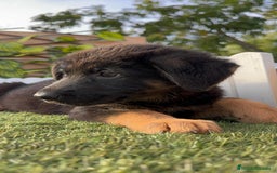 Pastor Alemán perros en venta: PASTOR ALEMAN HEMBRA - Imagen 19