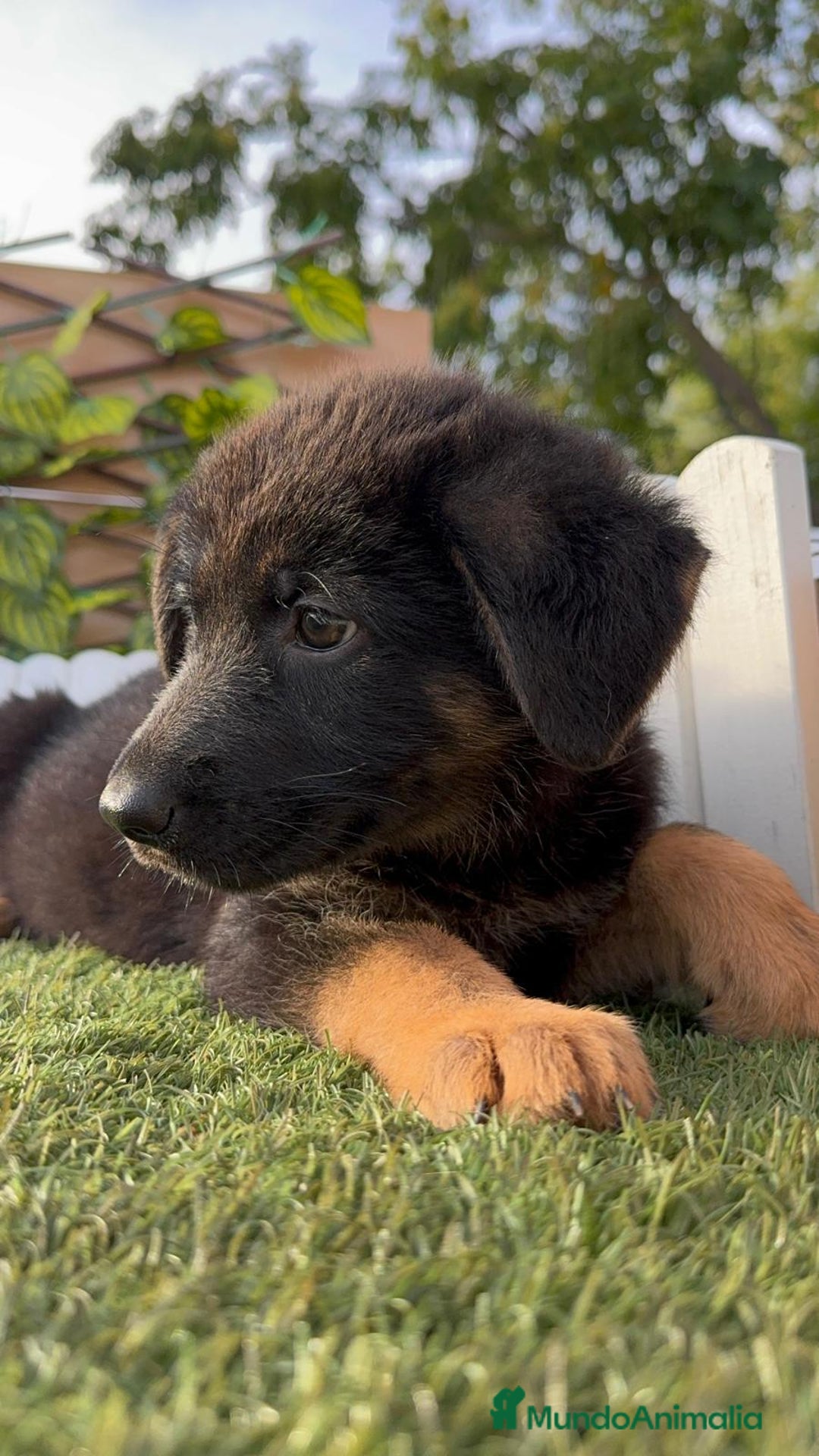 Pastor Alemán perros en venta: PASTOR ALEMAN HEMBRA - Imagen 19