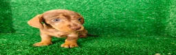 Teckel Miniatura perros en venta: Teckel miniatura  - Anuncio 3