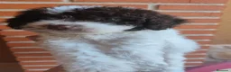 Perro de Agua Español perros en venta: Nueva camada de perros de agua en Madrid - Anuncio 2