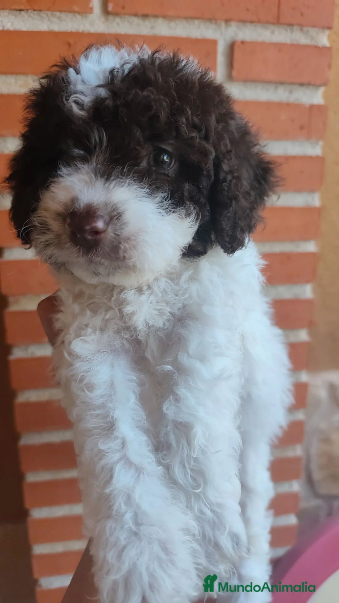 Perro de Agua Español perros en venta: Nueva camada de perros de agua en Madrid - Anuncio 2