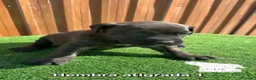 Cane Corso perros en venta: Cachorras de Cane corso  - Anuncio 2