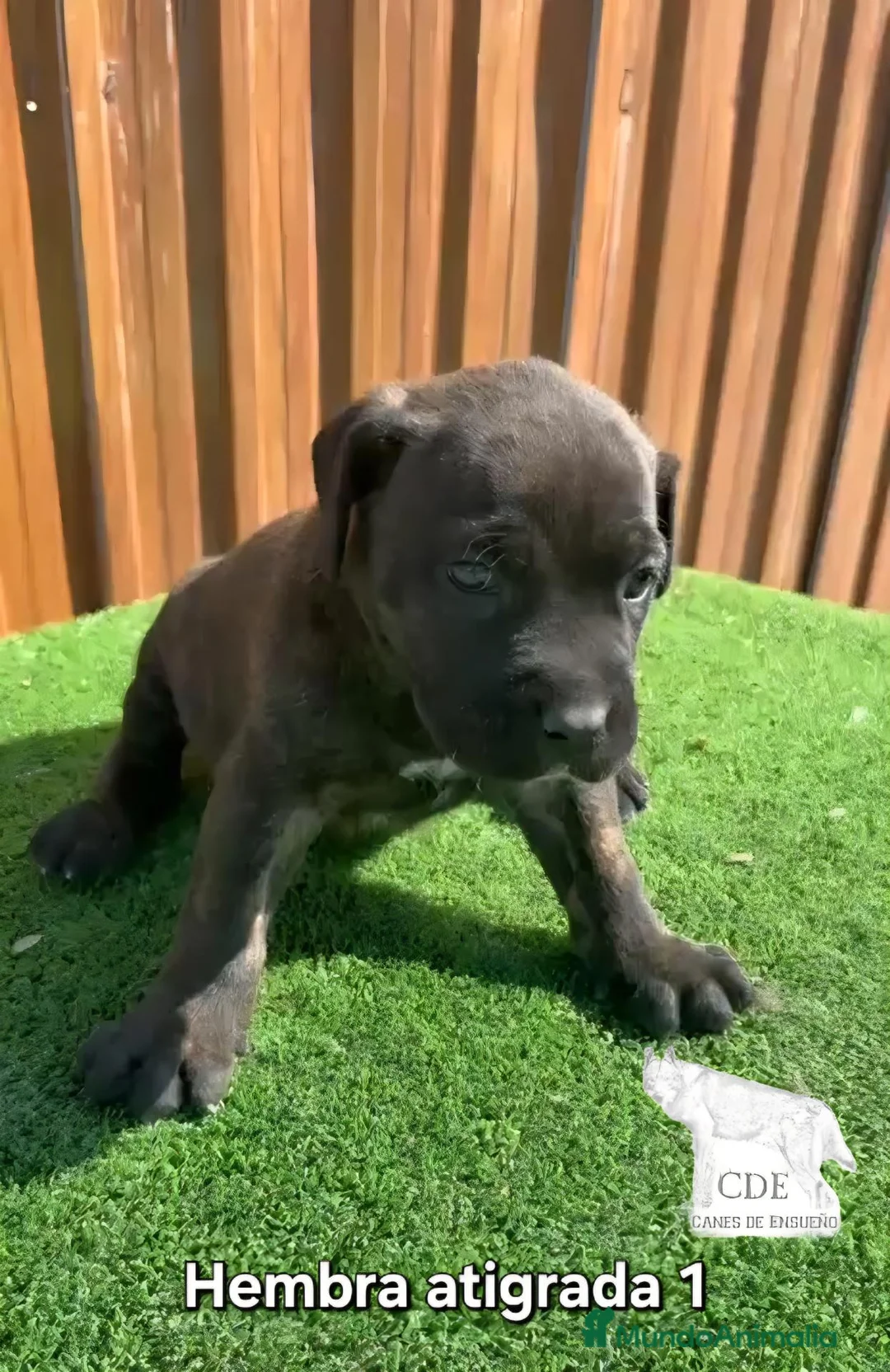 Cane Corso perros en venta: Cachorras de Cane corso  - Anuncio 2
