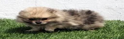 Pomerania perros en venta: Pomerania - Anuncio 17