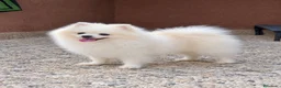 Pomerania perros para monta: POMERANIA PARA MONTA - Anuncio 5