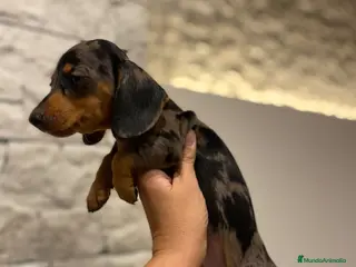 Teckel Miniatura perros TECKEL MINI . Arlequin y negro fuego(601144783) - Anuncio 12