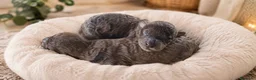 Caniche Toy perros en venta: Caniches Exclusivos de madre chocomerle  - Anuncio 3