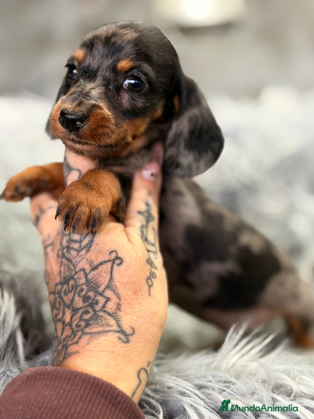 Teckel Miniatura perros en venta: Teckel Arlequin Kaninchen  - Anuncio 3