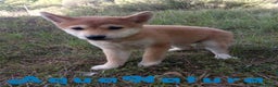 Shiba Inu perros en venta: Shiba Inu Hembra de Alba y Simbad 1722 AQUANATURA - Anuncio 3