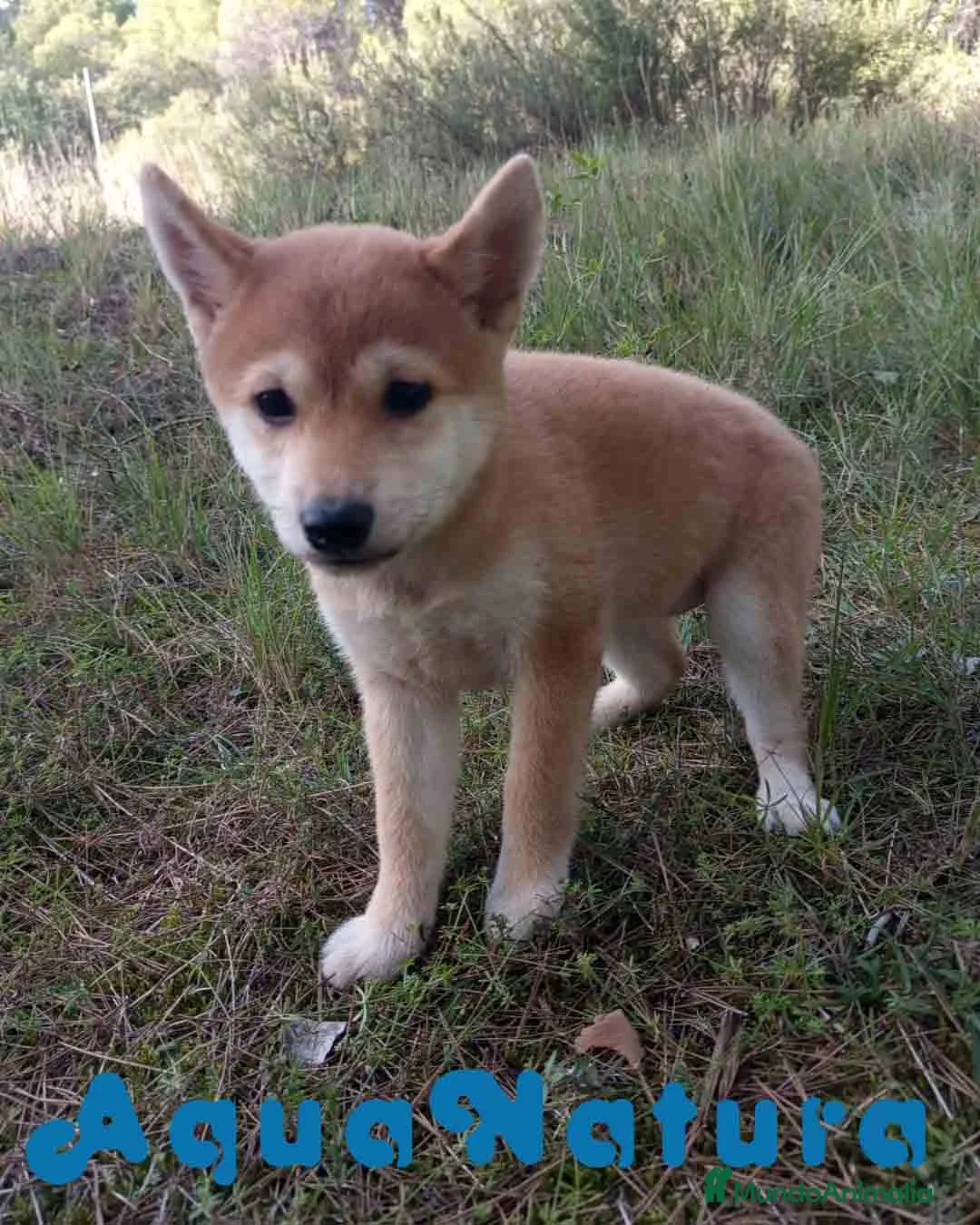 Shiba Inu perros en venta: Shiba Inu Hembra de Alba y Simbad 1722 AQUANATURA - Anuncio 3