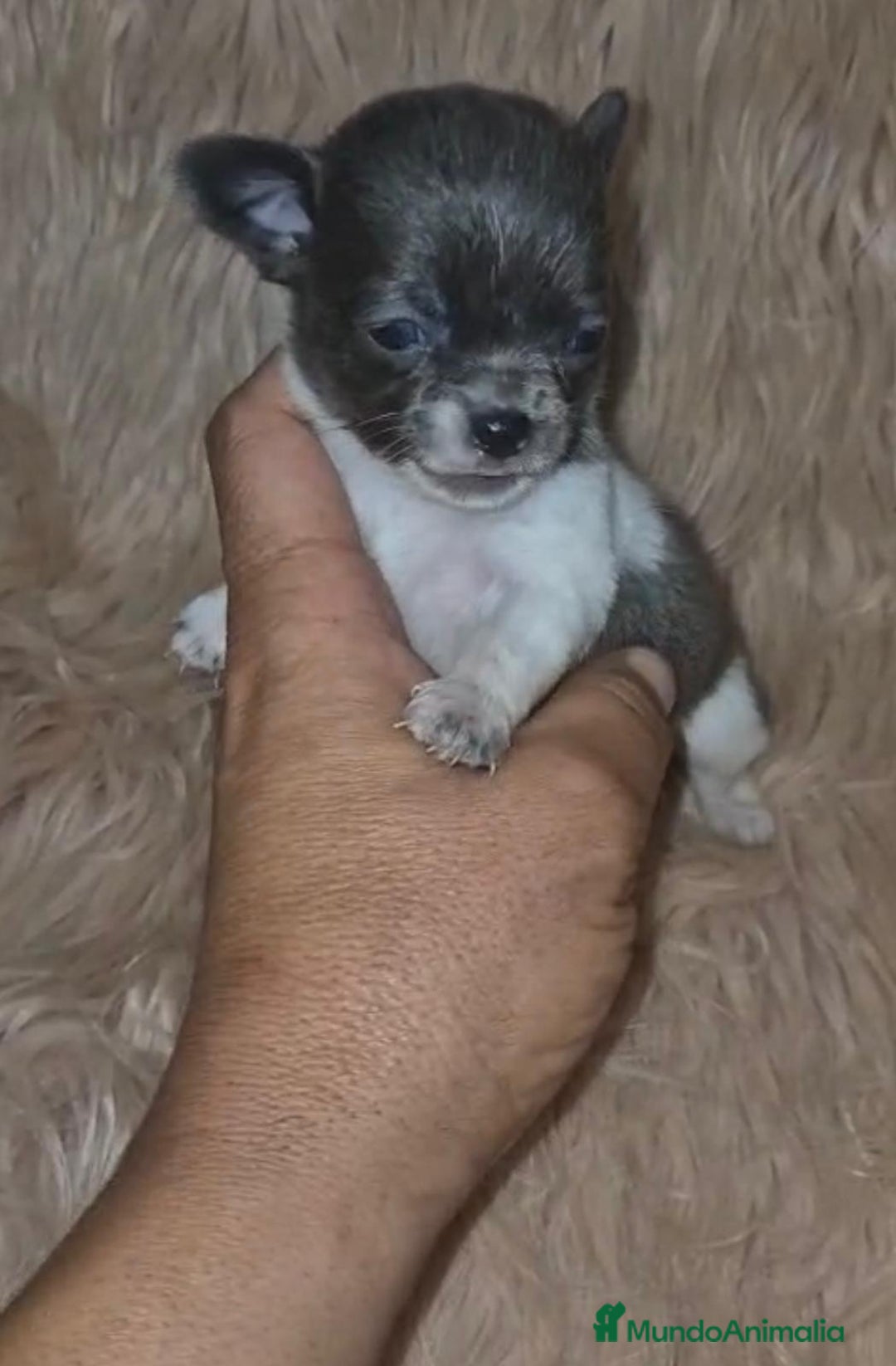 Chihuahua perros en venta: Chihuahuas rusos mini toy  - Imagen 19